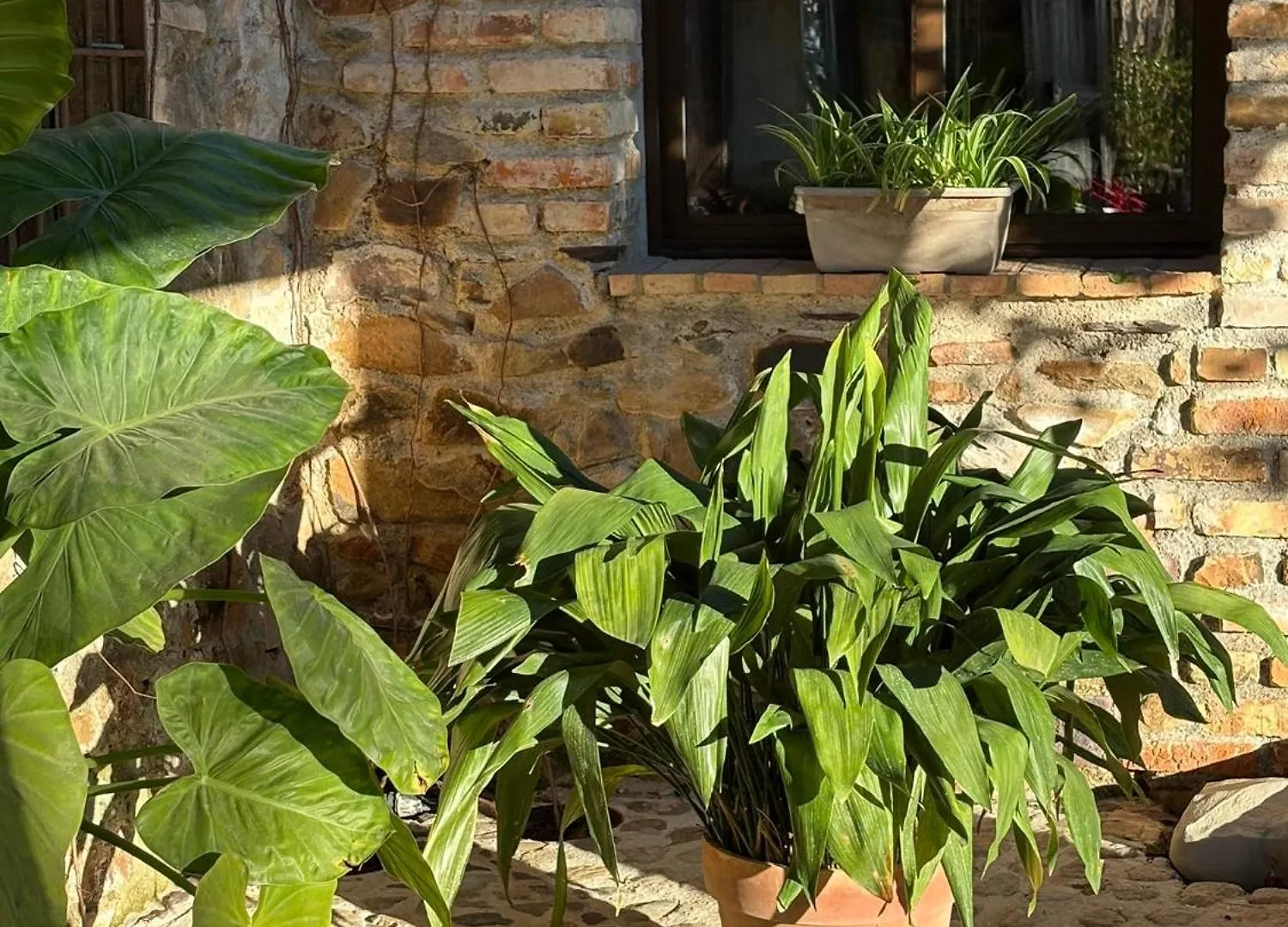 Finca Los Caleros Hotel Juan Gallegos
